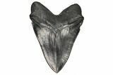 Serrated, Fossil Megalodon Tooth - South Carolina #187681-2